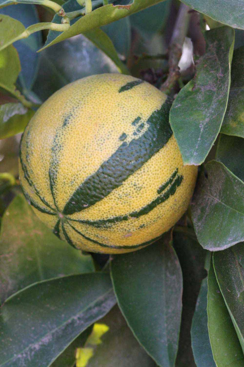            Fruit (Riverside, CA)   